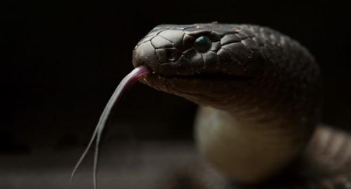 օձ